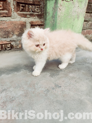 Pure Persian cat